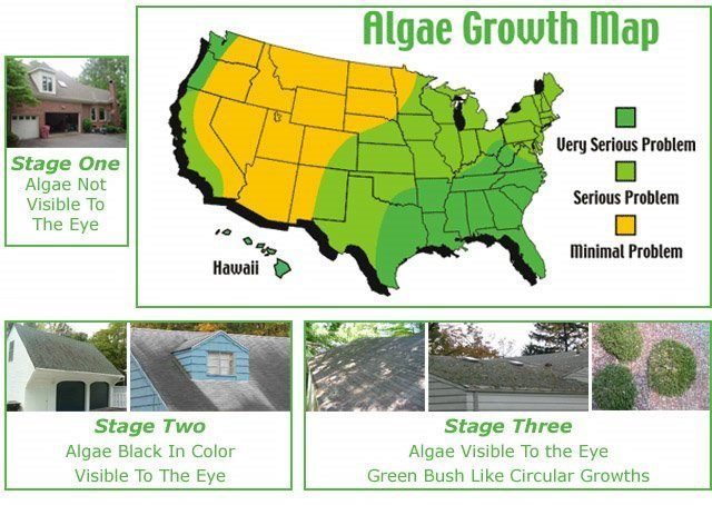 Roof Algae Gloeocapsa Magma Growth Chart